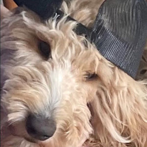 Meet your Posher, Liam